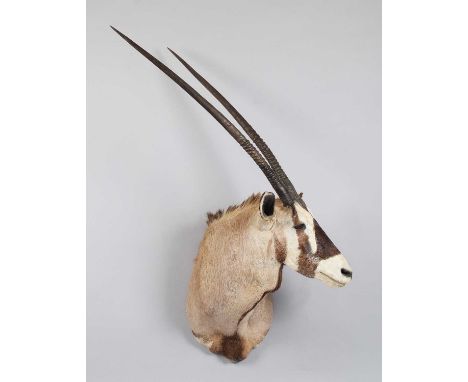 Taxidermy: Gemsbok Oryx (Oryx gazella gazella), circa 2005, Africa, Rowland Ward Record Class, a high-quality large adult sho