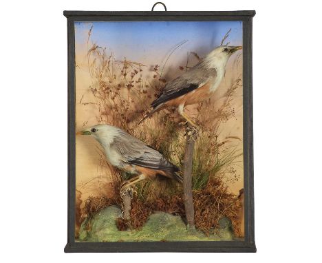 Taxidermy: A Late Victorian Cased Pair of Malabar Starlings (Sturnia blythii), circa 1890, by G.A. Topp, 19 London Street, Re