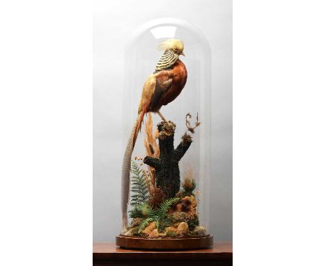 Taxidermy: A Late Victorian Golden Pheasant (Chrysolophus pictus), circa 1880-1900, a full-mount adult looking straight ahead