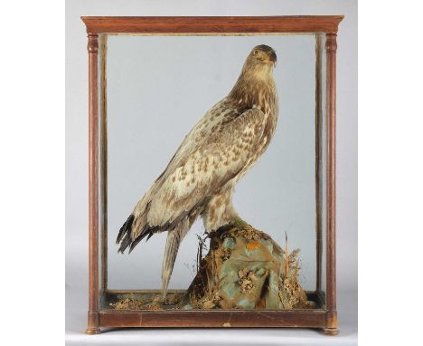Taxidermy: A Late Victorian Cased Immature White-tailed Sea Eagle (Haliaeetus albicilla), circa 1880-1900, a large full-mount