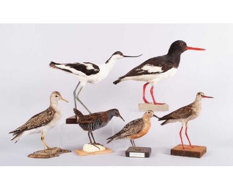 Taxidermy: A Group of Wading and Estuary Birds, late 20th century, to include - Redshank, Knot, Water rail, Oyster catcher, P