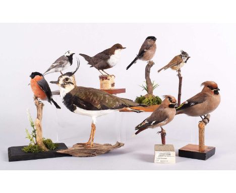 Taxidermy: A Group of Garden and Countryside Birds, late 20th century, to include - Lapwing, a pair of Bull finches, a pair o