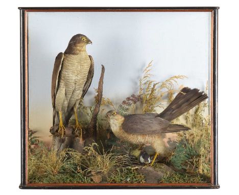 Taxidermy: A Late Victorian Cased Pair of European Sparrowhawks (Accipter nisus), circa 1880-1900, attributed to Edinburgh Ta
