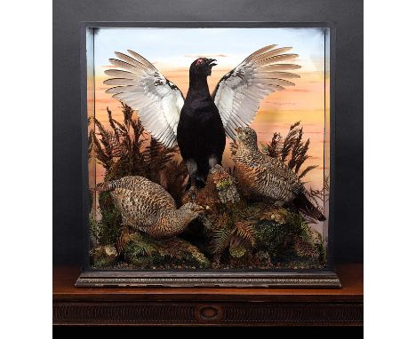 Taxidermy: A Large Cased Diorama of Capercaillie (Tetrao urogallus), circa 1870-1900, by J.B. Waters, (From London), Naturali