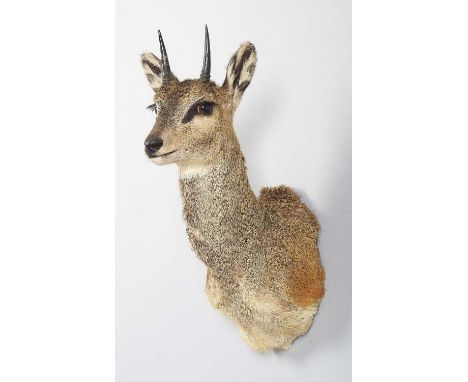 Taxidermy: Cape Klipspringer (Oreotragus oreotragus), circa 2005, South Africa, a high-quality adult male shoulder-mount with