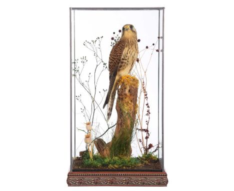 Taxidermy: A Cased European Kestrel (Falco tinnunculus), dated 1997, by John Burton, Natural Craft Taxidermy, Ebrington, Glou