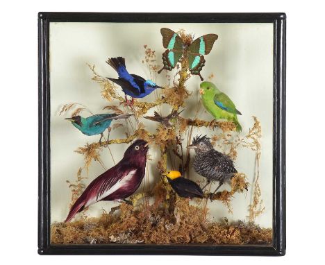 Taxidermy: A Late Victorian Case of Tropical Birds, circa 1890, all full-mount adults to include - a Pompadour cotinga, Golde
