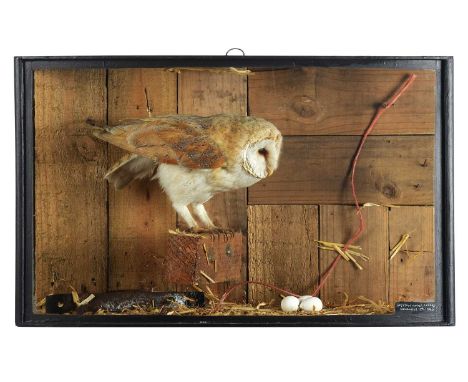Taxidermy: A Cased Barn Owl (Tyto alba), dated 1996, a high-quality full-mount adult perched upon a short barn beam, overlook