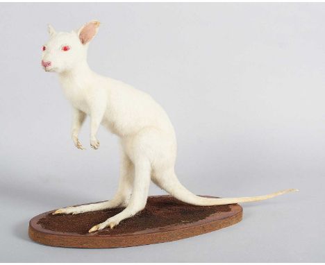 Taxidermy: Albino Wallaby (Macropus rufogriseus), modern, a young full-mount albino wallaby with head turning to the left, mo