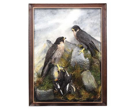 Taxidermy: A Wall Cased Pair of Peregrine Falcons (Falco peregrinus), captive bred, dated 2016, by A.J. Armitstead, Taxidermy