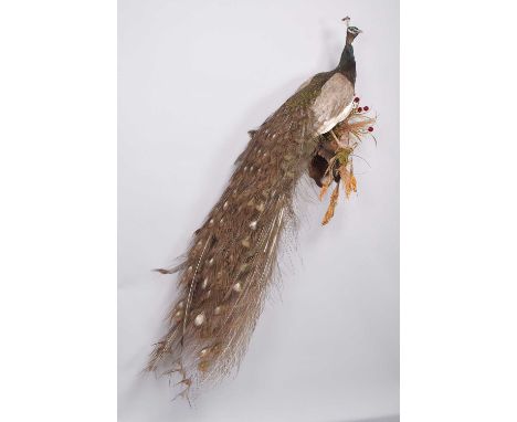 Taxidermy: A Bronze Indian Peacock (Pavo cristatus), modern, by Daryl Reilly, Taxidermy, Bishop Auckland, Co Durham, a high-q