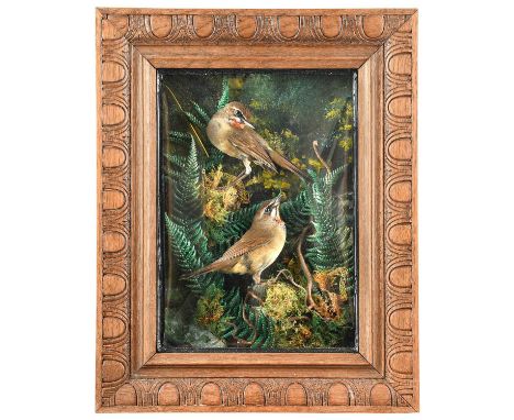 Taxidermy: A Wall Cased Pair of Siberian Rubythroats (Calliope calliope), modern, a pair of high-quality full-mount adult mal