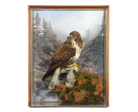 Taxidermy: A Wall Cased Common Buzzard (Buteo buteo), dated 2003, by A.J. Armitstead, Taxidermy, Darlington, Co Durham, a hig