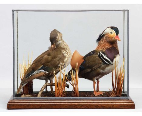 Taxidermy: A Cased Pair of Mandarin Ducks (Aix galericulata), 21st century, a pair of high-quality full-mount adults, the dra
