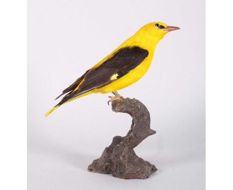 Taxidermy: Golden Oriole (Oriolus oriolus), modern, a high-quality full-mount adult male with head turning to the right, perc