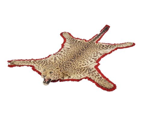 Taxidermy: Indian Leopard Skin Rug (Panthera pardus fusca), dated 1956, by Van Ingen & Van Ingen, Taxidermists, Mysore, India