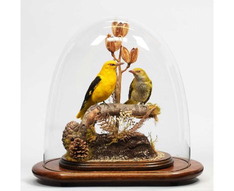 Taxidermy: A Pair of European Golden Orioles (Oriolus oriolus), modern, a high-quality pair of full-mount adults, male and fe