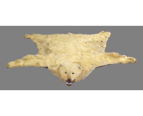 Taxidermy: Polar Bear (Ursus maritimus), circa mid-late 20th century, a young adult skin rug with limbs outstretched, glass e
