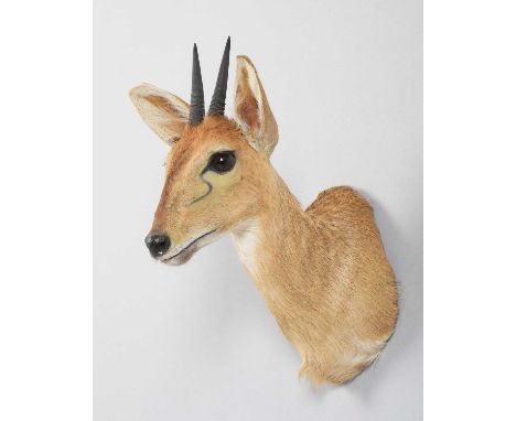Taxidermy: Common Grey Duiker (Sylvicapra grimmia caffra), circa 2005, Africa, a high-quality adult male shoulder-mount, look