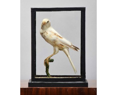 Taxidermy: A Leucistic Bunting, early 20th century, a full-mount adult Bunting, exact species unknown, mounted upon a small p