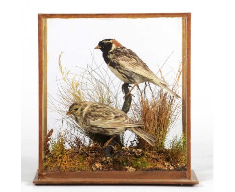 Taxidermy: A Cased Pair of Lapland Buntings (Calcarius lapponicus), early 20th century, by Henry Murray &amp; Son, Naturalist