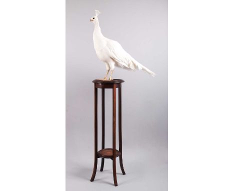 Taxidermy: A White Indian Peahen (Pavo cristatus), modern, captive bred, a full-mount adult female looking straight ahead, pe