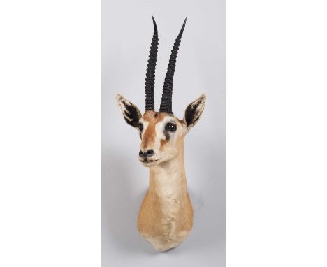Taxidermy: Thomson's Gazelle (Eudorcas thomsonii), late 20th century, South Africa, an adult male shoulder-mount with head tu