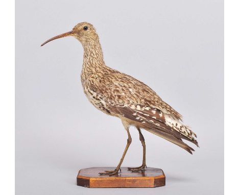 Taxidermy: An Extinct Specimen of the Slender-billed Curlew (†Numenius tenuirostris), early 20th century, a full-mount adult 