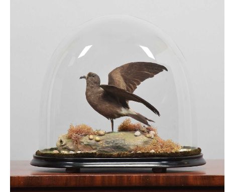 Taxidermy: Leach's Storm Petrel (Oceanodroma leucorhoa), circa 1900, a full-mount adult, stood upon painted faux rockwork wit