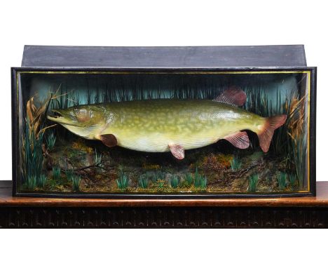 Taxidermy: A Cased Northern Pike (Esox lucius), dated 1990, prepared by Will Gallant, Taxidermy, Suffolk, a high-quality very