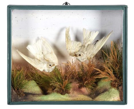Taxidermy: A Late Victorian Cased Pair of White Little Swifts (Apus affinis), circa 1880-1900, a pair of unusual white full-m