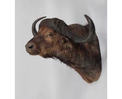 Antlers/Horns: Southern Cape Buffalo (Syncerus caffer), dated 15th December 2000, South Africa, by Nico Van Rooyen, Taxidermy