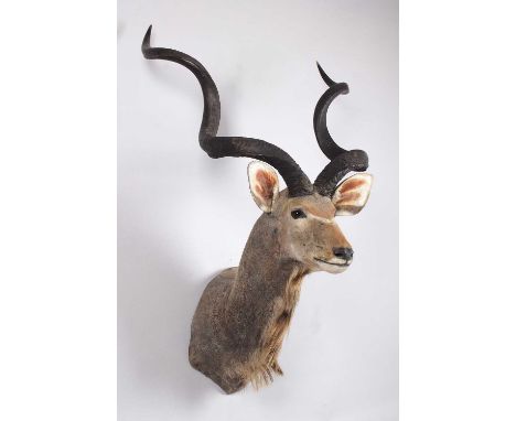 Taxidermy: Cape Greater Kudu (Strepsiceros strepsiceros), late 20th century, South Africa, Rowland Ward Record Class, a very 