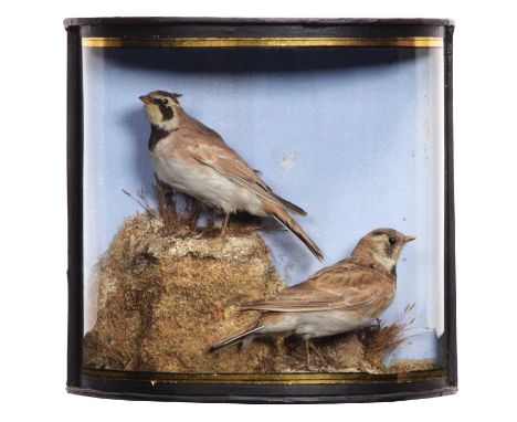 Taxidermy: A Cased Pair of Shore Larks (Eremophila alpestris), by John Cooper, 28 Radnor Street, St Luke's, London, a pair of