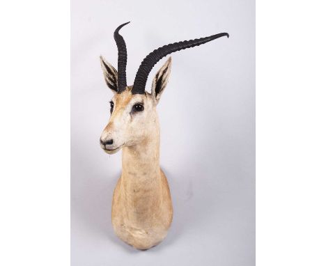 Taxidermy: Robert's Gazelle (Nanger granti robertsi), late 20th century, East Africa, a large adult male shoulder-mount with 