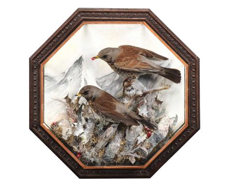 Taxidermy: An Octagonal Wall Cased Pair of Fieldfares (Turdus pilaris), dated 2007, by A.J. Armitstead, Taxidermy, Darlington