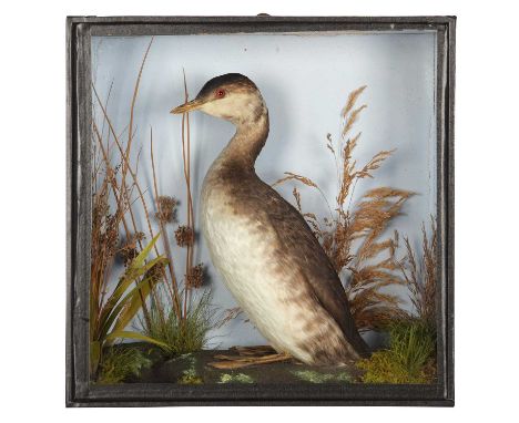 Taxidermy: A Cased Slavonian Grebe (Podiceps auritus), circa 1880-1900, by T. E. Gunn. Naturalist, Upper St. Giles Street, No