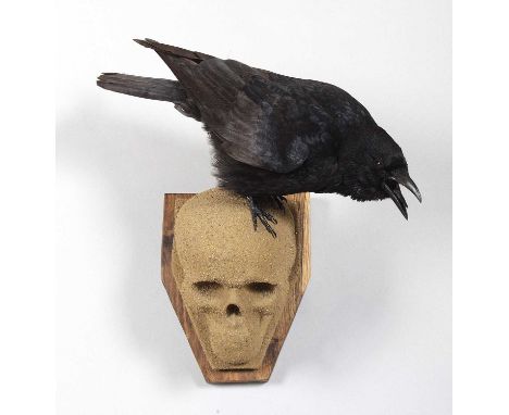 Taxidermy: A Carrion Crow on a Skull Corbel (Corvus corone), modern, by Carl Church, Taxidermy, Pickering, Nth Yks, a high-qu