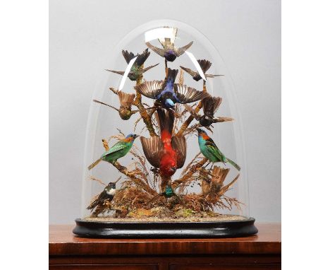 Taxidermy: A Victorian Display of Tropical Birds, circa 1870-1900, a typical colourful display of twelve various tropical bir