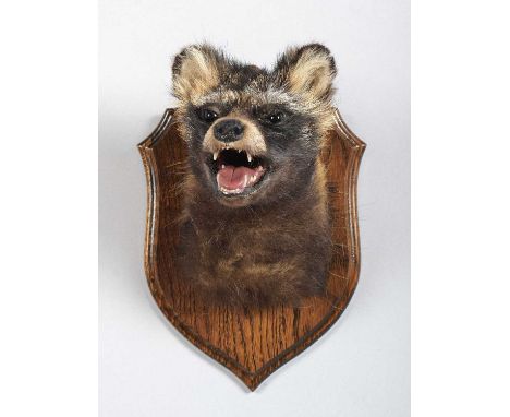 Taxidermy: Racoon Dog (Nyctereutes procyonoides), dated 2018, a high-quality adult head-mount with head turning very slightly