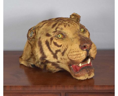 Taxidermy: Bengal Tiger Head Mount (Panthera tigris tigris), circa 1900, attributed to Van Ingen &amp; Van Ingen, Taxidermist