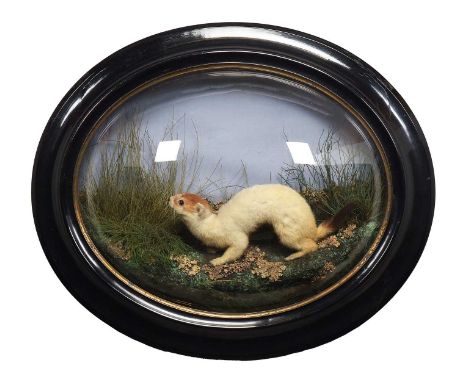 Taxidermy: A Late Victorian Wall Domed Ermine (Mustela erminea), circa 1880-1900, a full-mount adult in transitional winter c