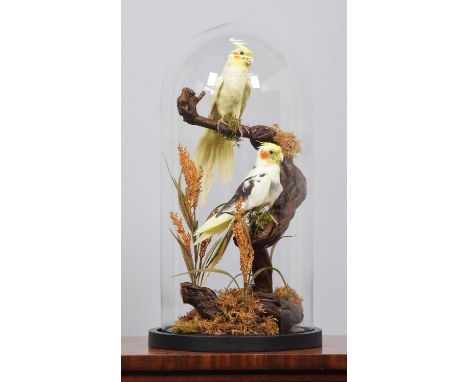 Taxidermy: A Pair of Cockatiels (Nymphicus hollandicus), captive bred, modern, a pair of full-mount adults perched one above 