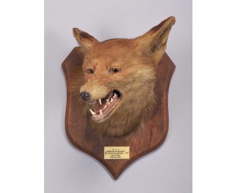 Taxidermy: Red Fox Mask (Vulpes vulpes), dated 1925, by Peter Spicer &amp; Sons, Taxidermists, Leamington, an adult head-moun