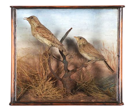 Taxidermy: A Late Victorian Cased Wryneck and Garden Warbler, circa 1880, a full-mount adult Wryneck and Garden warbler, each