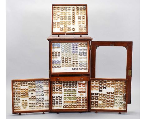 Lepidoptera/Entomology: A Cased Collection of British Butterflies, circa early-mid 20th century, a good large collection of o