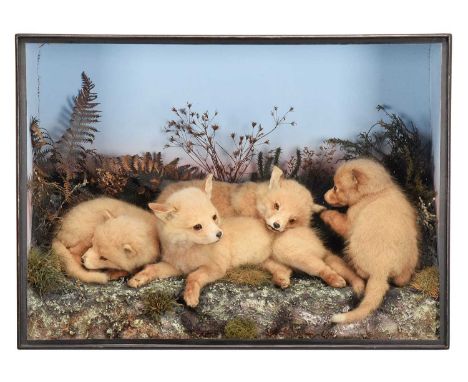 Taxidermy: A Victorian Case of Red Fox Cubs (Vulpes vulpes), circa 1850-1880, by Pratt &amp; Sons, Naturalists, 11 North Stre