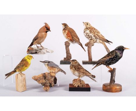 Taxidermy: A Group of Woodland and Garden Birds, late 20th century, to include - Nuthatch, Yellowhammer, Starling, Waxwing, R