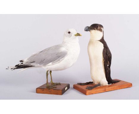 Taxidermy: Razorbill and a Common Gull, mid-late 20th century, a full-mount adult Razorbill in seated position looking straig