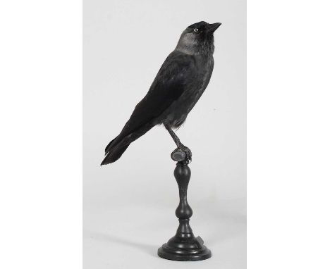 Taxidermy: European Jackdaw (Coloeus monedula), modern, by Carl Church, Taxidermy, Pickering, Nth Yks, a high-quality full mo